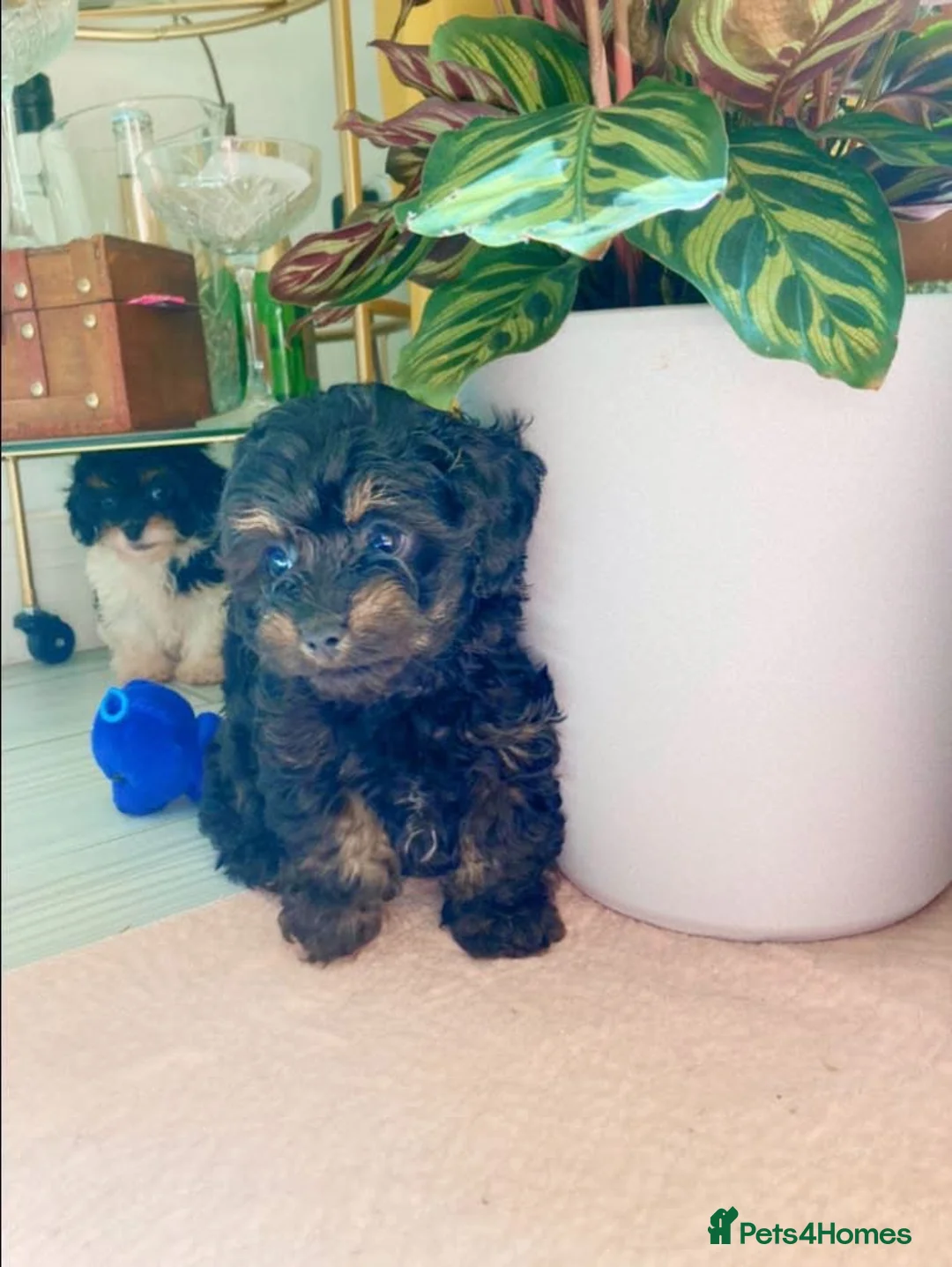 Gallery Image {{count}}