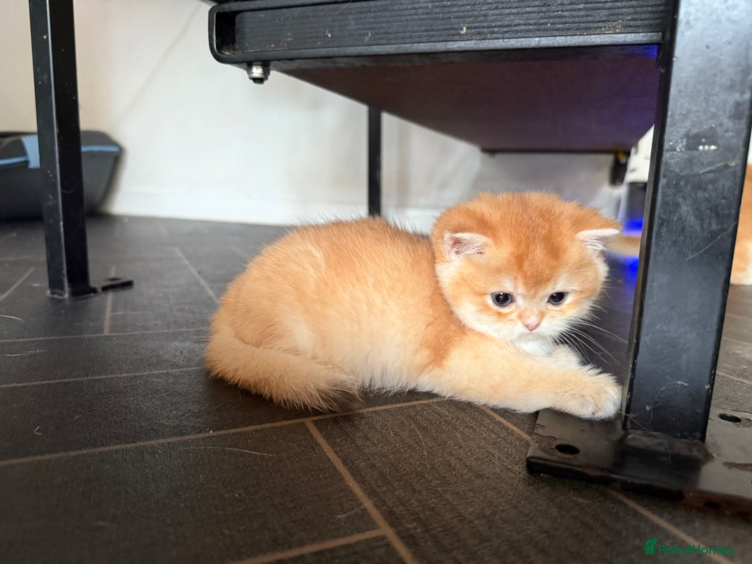 British Shorthair cats for sale: GCCFreg BSH & BLH Chocolate & Black Golden Kittens - Advert 19