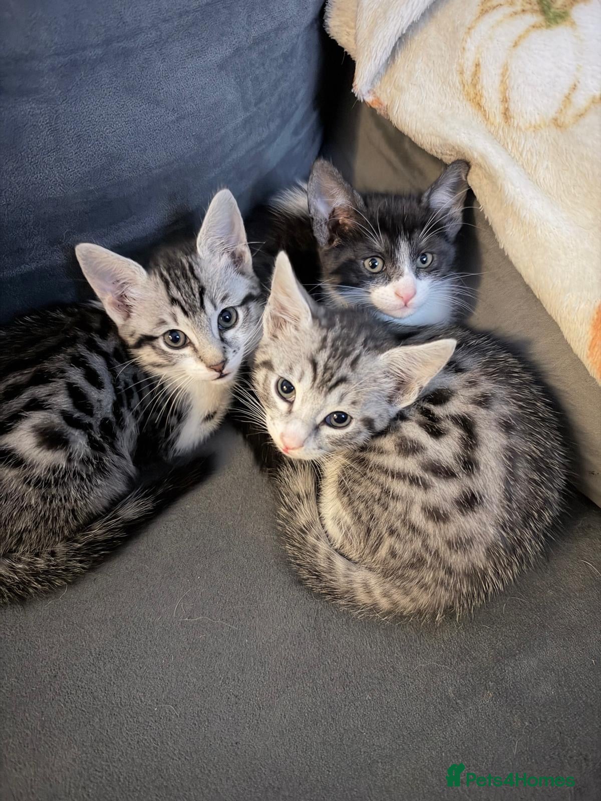 Savannah cats for sale: Savannah mixed kittens - Advert 1