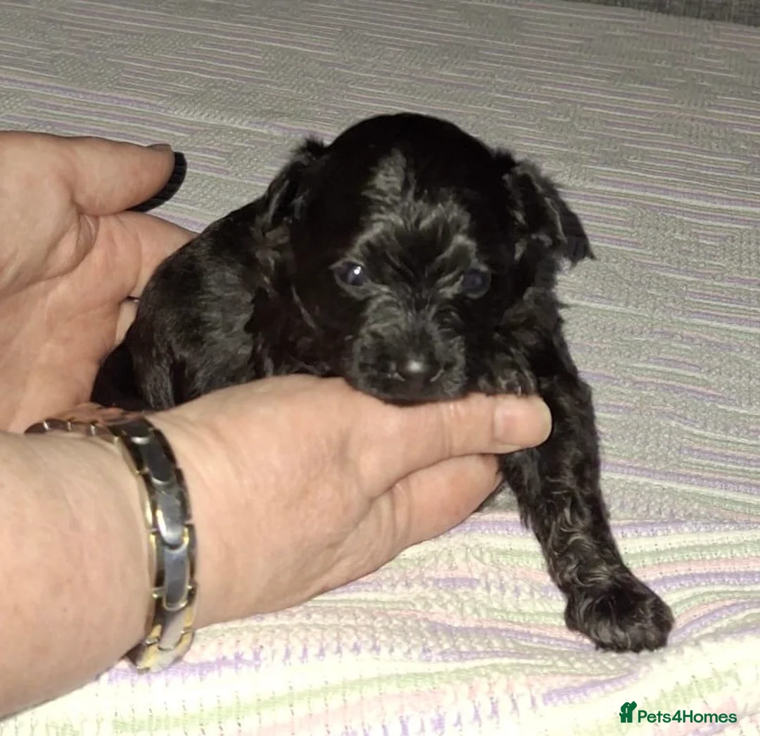 Pomapoo dogs for sale: Beautiful Pomapoo or Pomadoodle puppies in Bradford - Advert 5