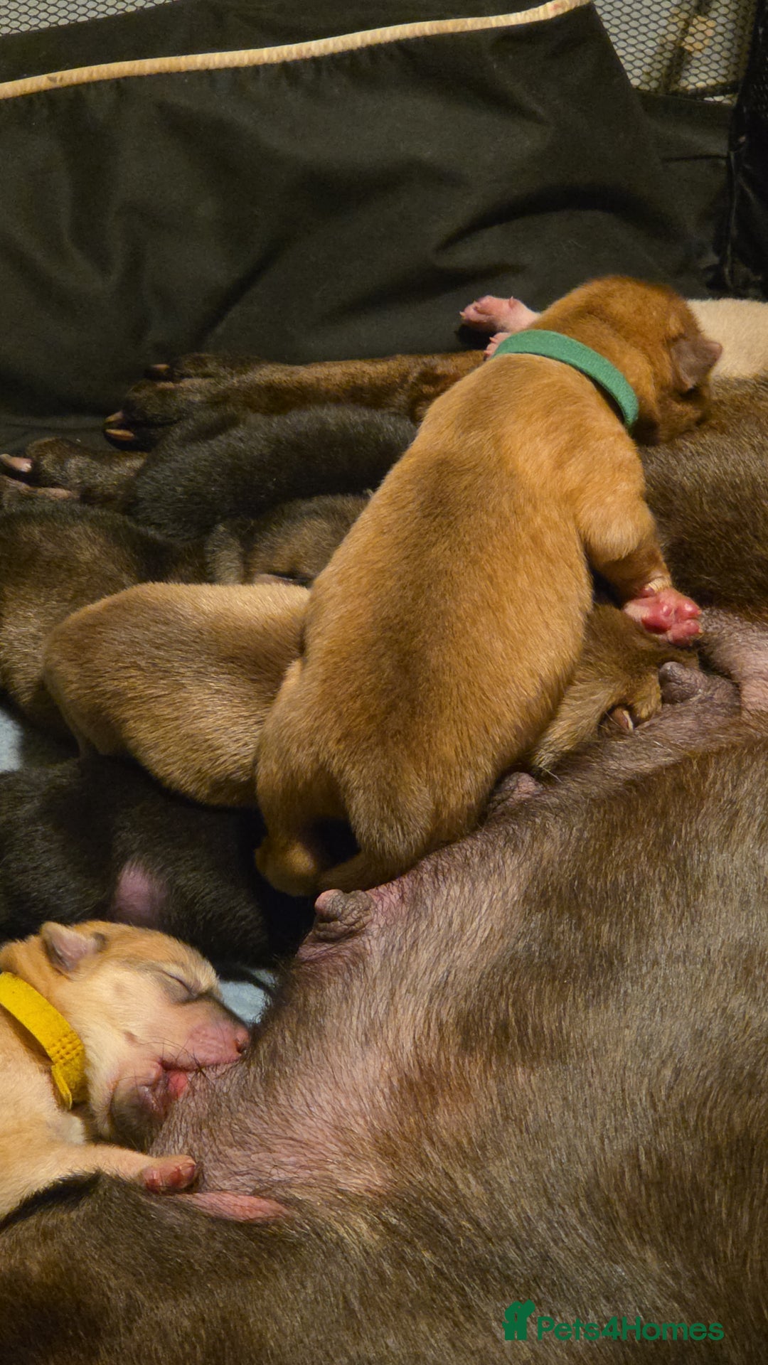 Mixed Breed dogs for sale: Shar pei cross husky puppies  - Image 3