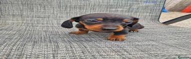 Dachshund 3