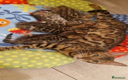 Bengal cats for sale: Amazing Bengal kittens 🥰 last boy left ❤️ in Corby - Image 15