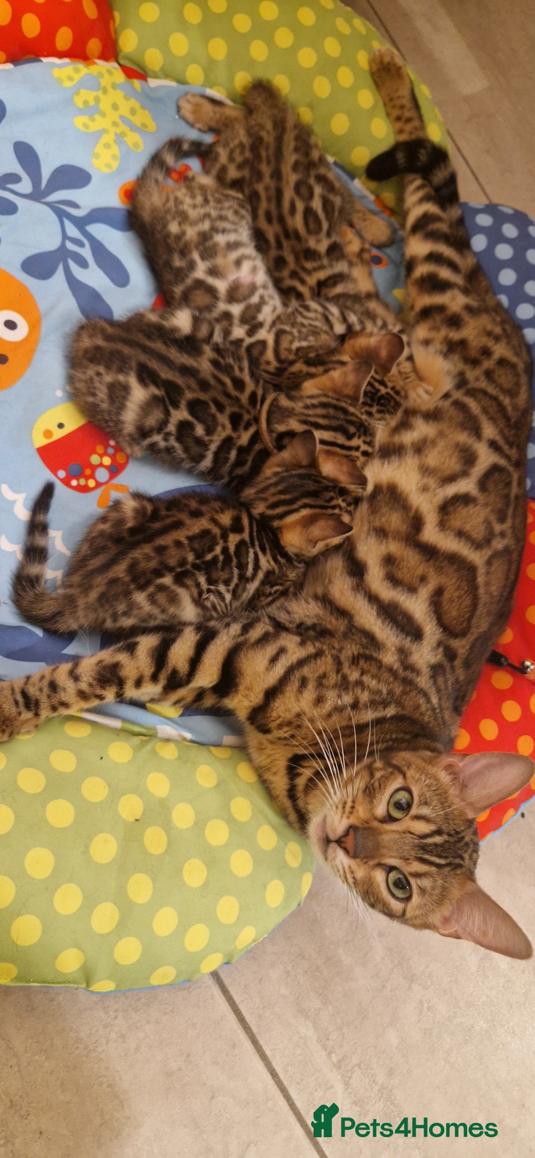Bengal cats for sale: Amazing Bengal kittens 🥰 last boy left ❤️ in Corby - Image 15