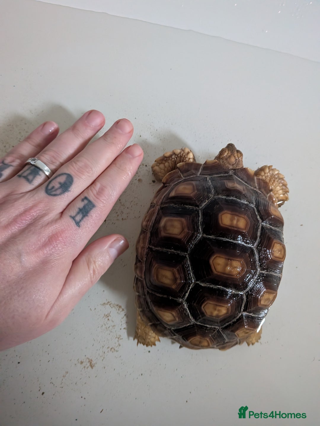 Tortoise reptiles for sale: 2 x 1 year old sulcata tortoises sold Separately  - Advert 9