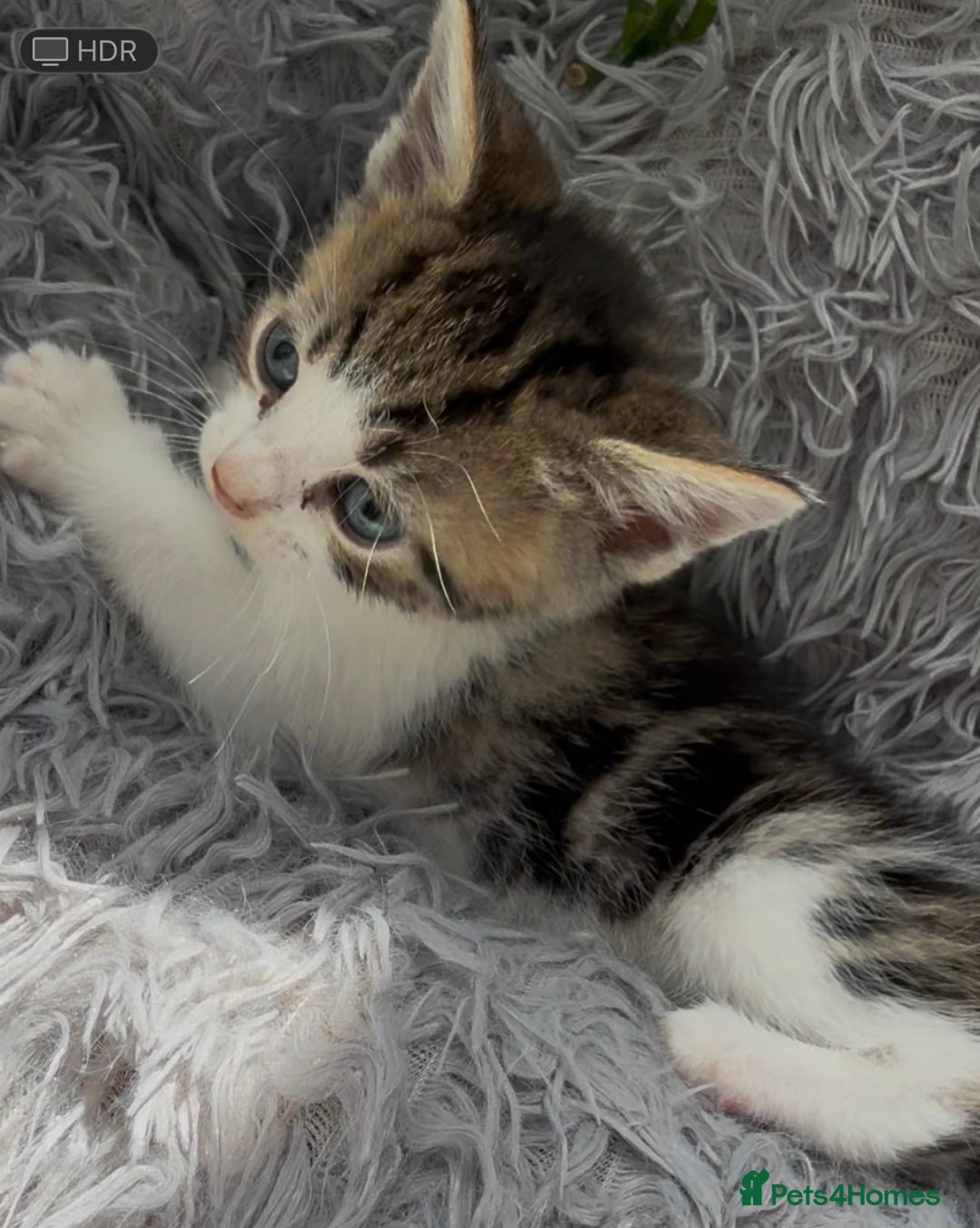 Mixed Breed cats for sale: Beautiful Mixed Breed kittens (plz see description - Image 9