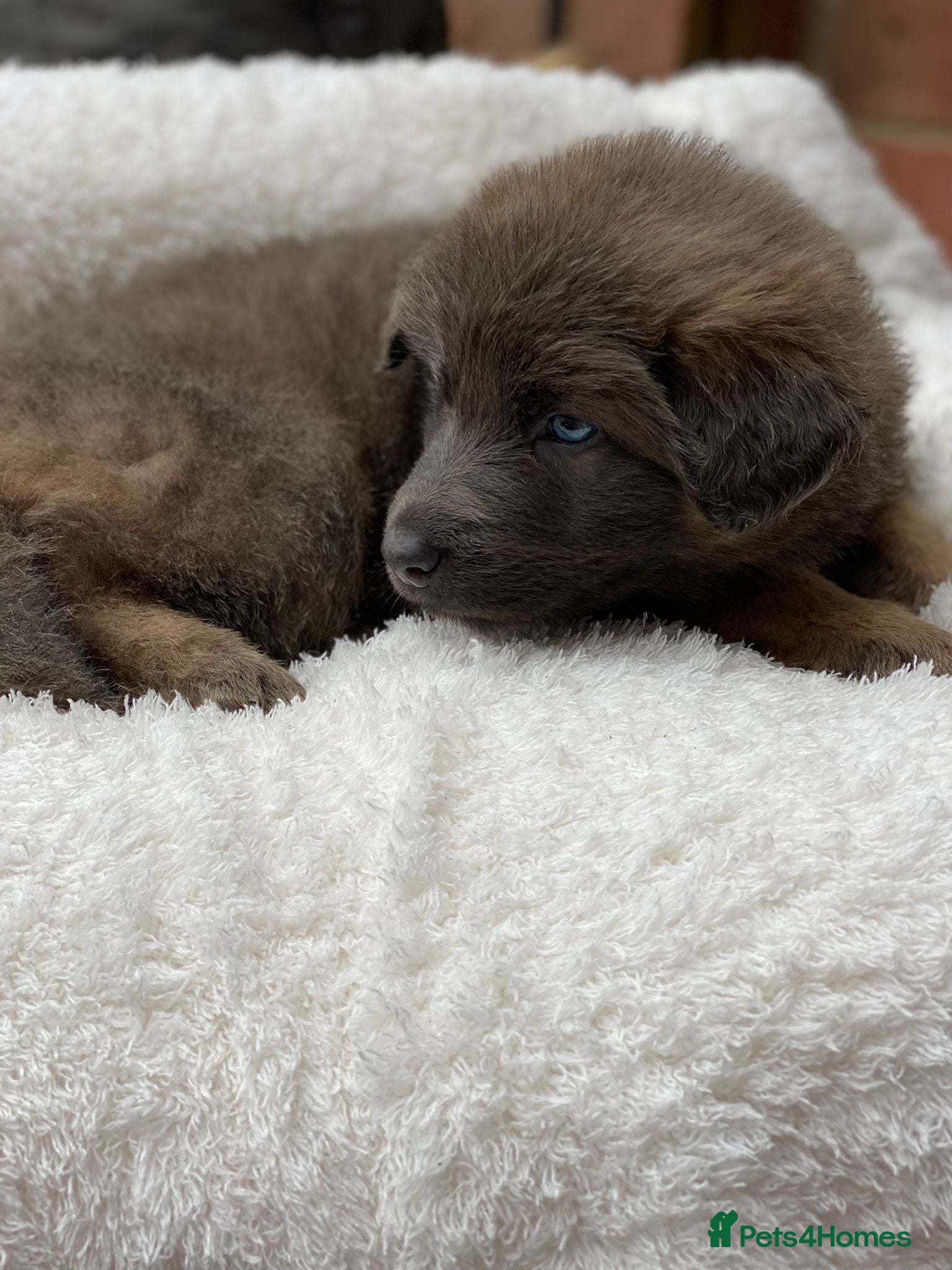 German Shepherd dogs Blue eyed long hair, blue German shepherds - Advert 4