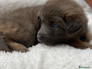 German Shepherd dogs Blue eyed long hair, blue German shepherds - Advert 8