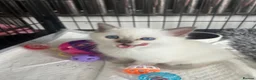 Ragdoll cats for sale: Beautiful full pedigree Ragdoll kittens Seal Blue in Hove - Advert 18