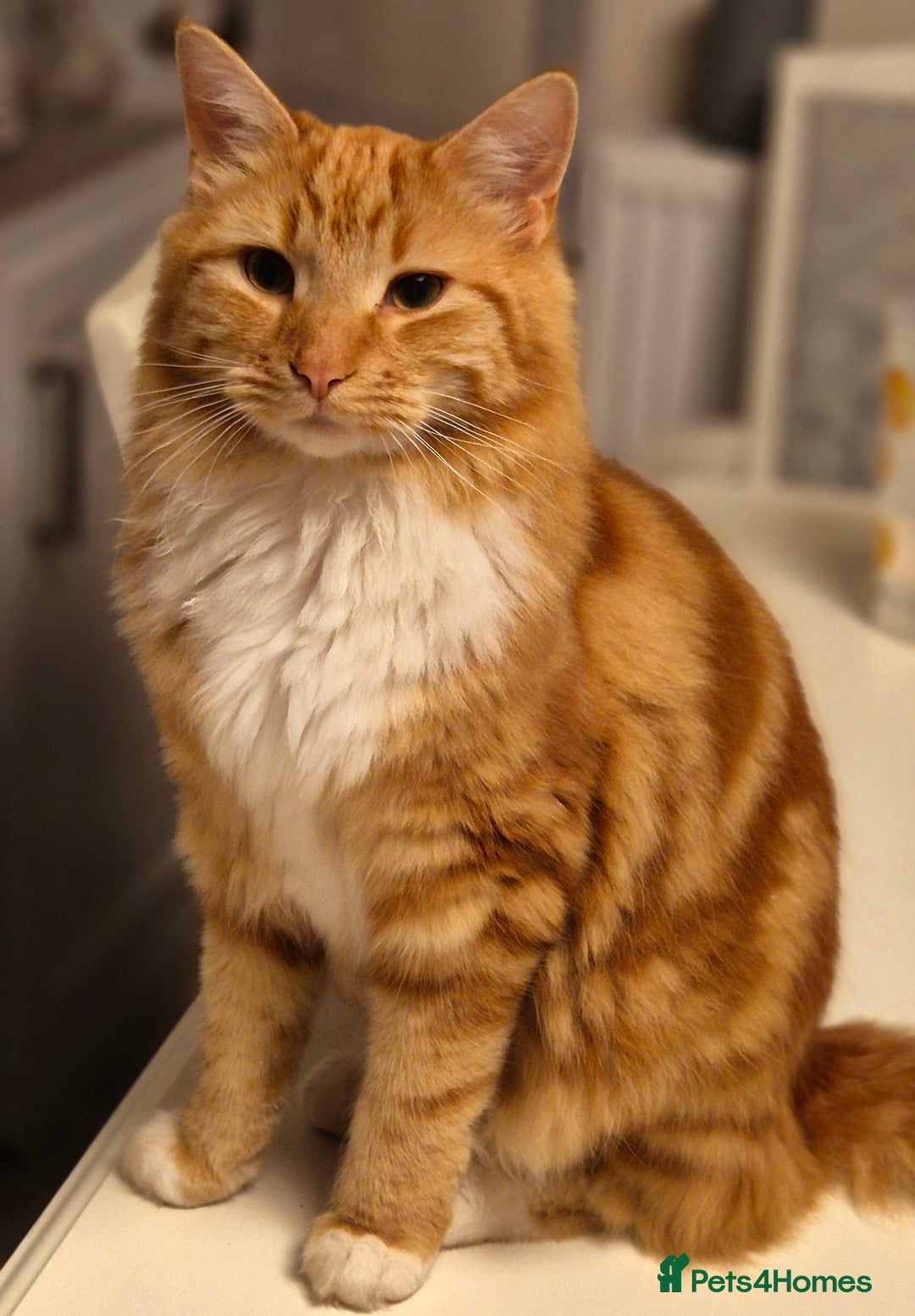 Turkish Angora cats for sale: Ginger Turkish Angora- looking for a new home♡ - Advert 3