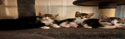 Mixed Breed cats for sale: Healthy and playful kittens for good homes in Chichester - Advert 13
