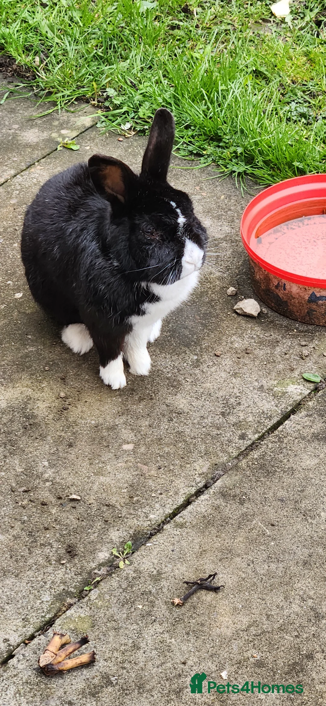 Mixed Breed rabbits for sale: Rabbit in Rochdale - Advert 2