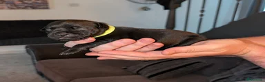 Black Staffordshire Bull Terrier (Yellow Collar)