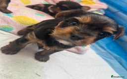 Yorkshire Terrier dogs for sale: original breed yorkshire terrier  - Image 10