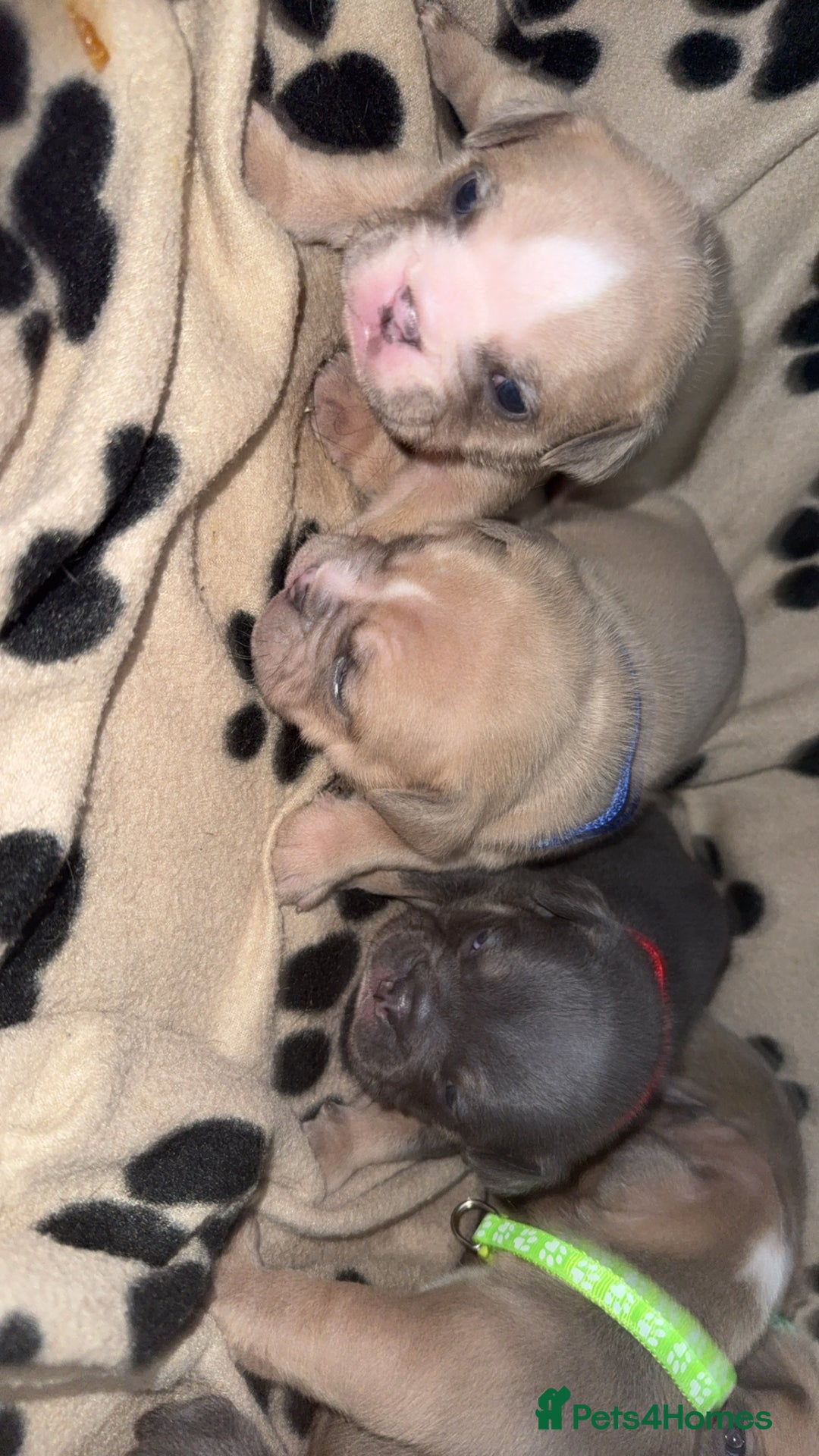 Mixed Breed dogs for sale: 6 beautiful mix French & English bulldog puppies  - Image 3