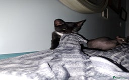 Mixed Breed cats for sale: 3 Beautiful kittens for sale  - Image 3