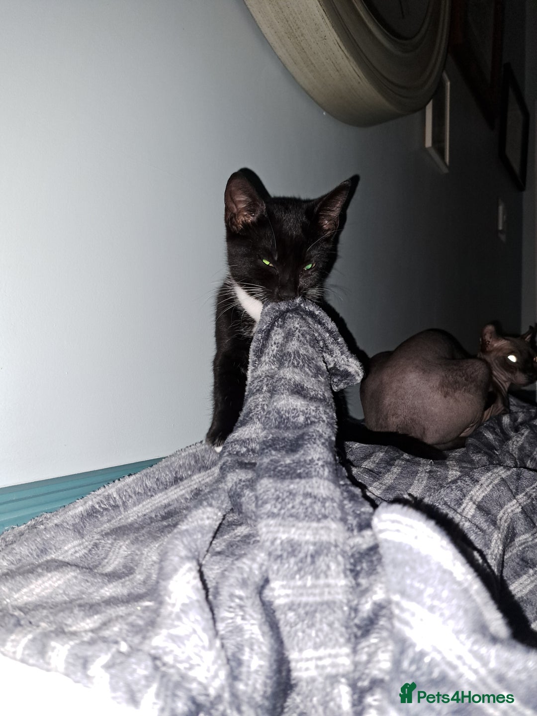 Mixed Breed cats for sale: 3 Beautiful kittens for sale  - Image 3