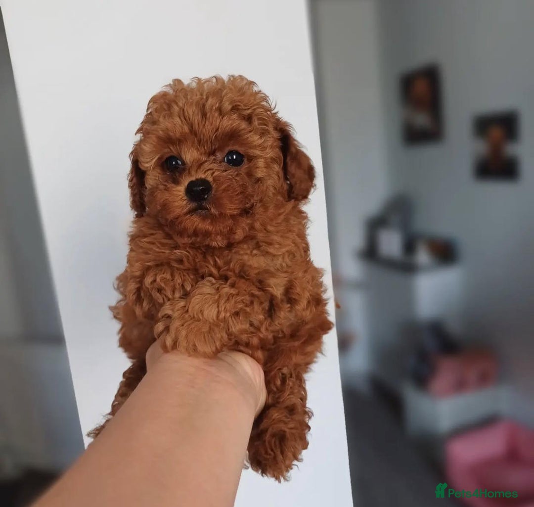 Toy Poodle dogs for sale: Purebred Toy Poodles Puppies Loving Homes! - Image 3