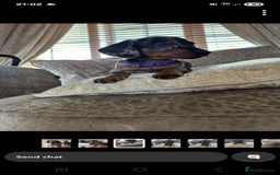 Miniature Dachshund dogs for sale: Ready now beautiful miniature dachshund pups - Image 1