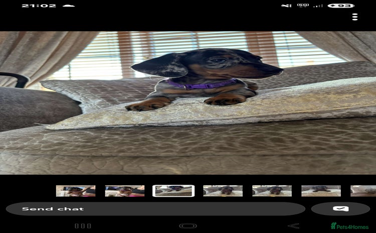 Miniature Dachshund dogs - Advert 5
