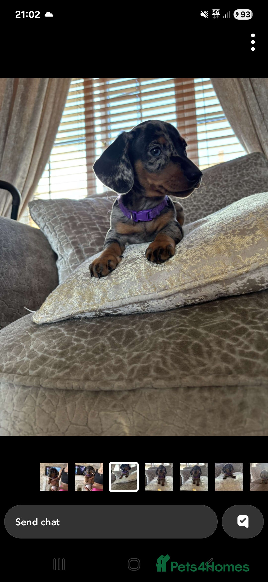 Miniature Dachshund dogs for sale: Ready now beautiful miniature dachshund pups - Image 1