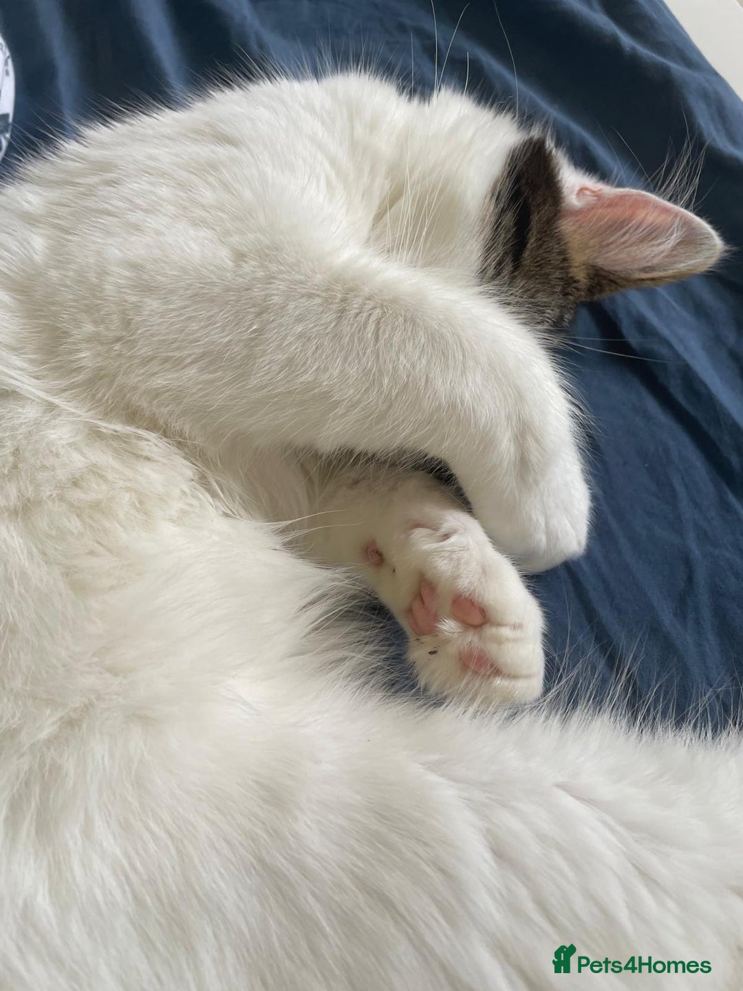 Mixed Breed cats for sale: Adorable girl and boy - Advert 4