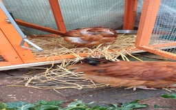 Chickens poultry for sale: Trio of naked neck silkie cross bufford brown - Advert 7