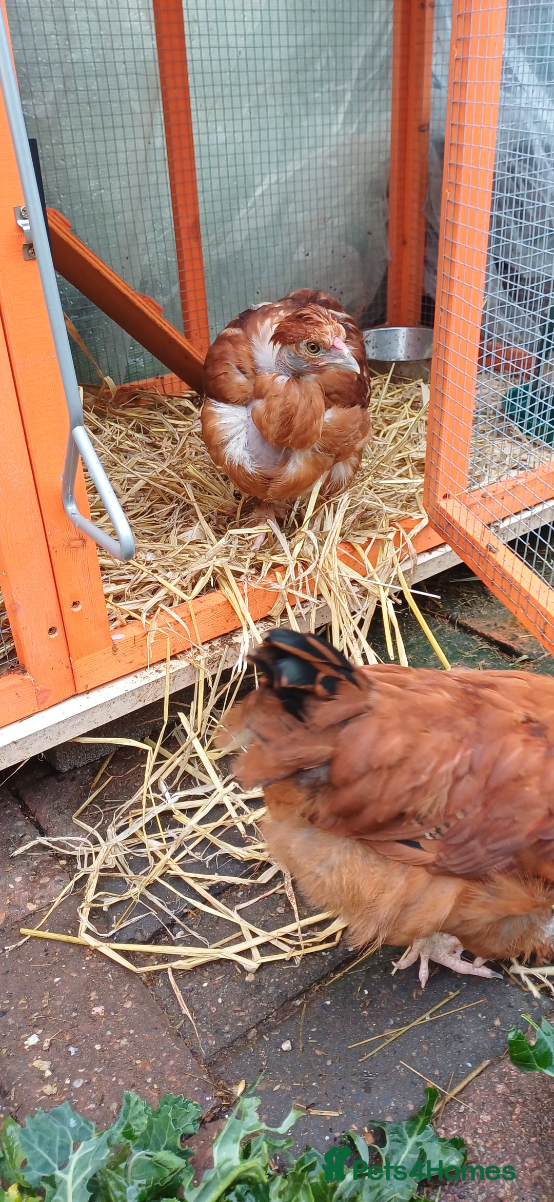 Chickens poultry for sale: Trio of naked neck silkie cross bufford brown - Advert 7