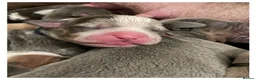 Mixed Breed dogs for sale: Staffy x American Bulldog ❤️ Pocket Bully    - Advert 4