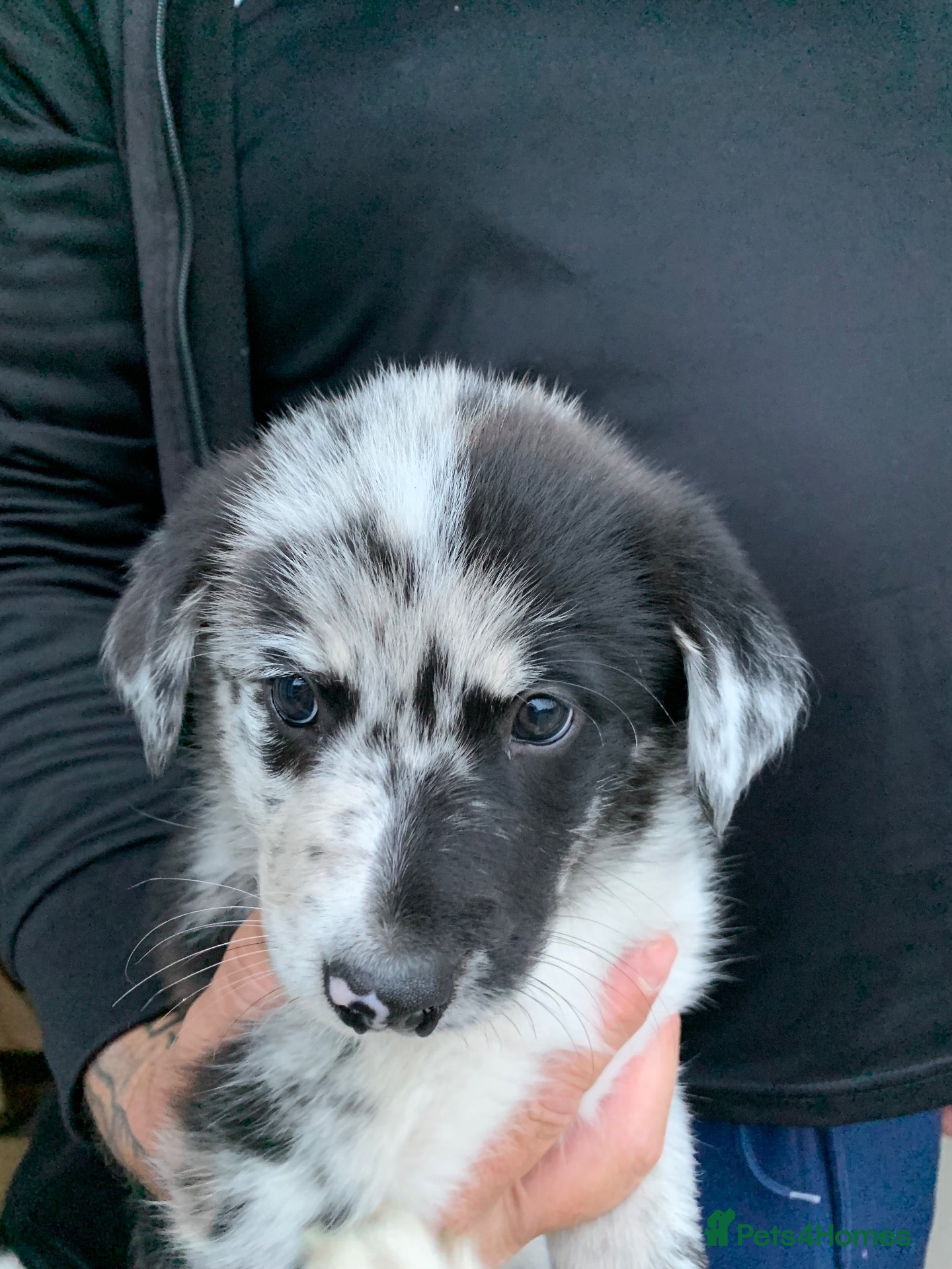 Border Collie dogs Blue merle border collie puppies  - Advert 2