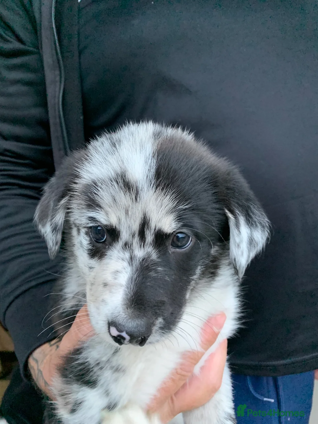 Border Collie dogs for sale: Blue merle border collie puppies  - Advert 2