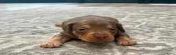 Mixed Breed dogs for sale: Dachshund hybrid puppies 🩷🩵 LAST ONE AVAILABLE  - Advert 26