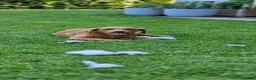 Labrador Retriever dogs for sale: Fox Red Labrador Puppies - Advert 3