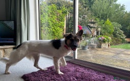 Border Collie dogs for adoption: Gwenny’s Story: One Hour From Death - Image 11