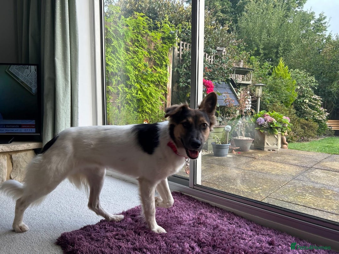 Border Collie dogs for adoption: Gwenny’s Story: One Hour From Death - Image 11