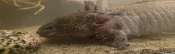 Axolotl reptiles for sale: Male axolotl - Advert 2