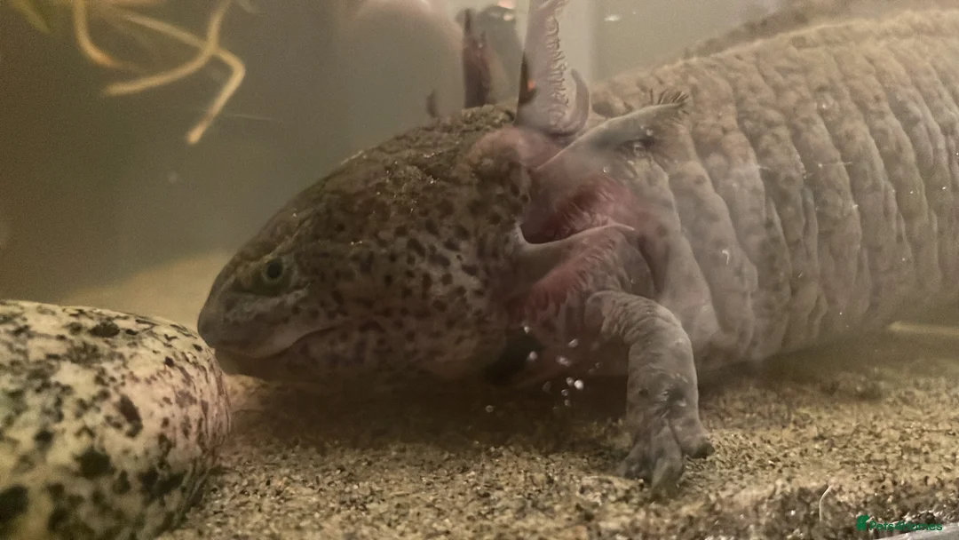 Axolotl reptiles for sale: Male axolotl - Advert 2