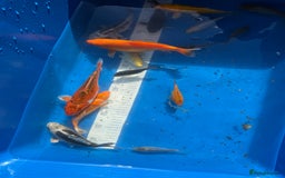 Koi Carp fish for sale: Various koi carp - Image 2