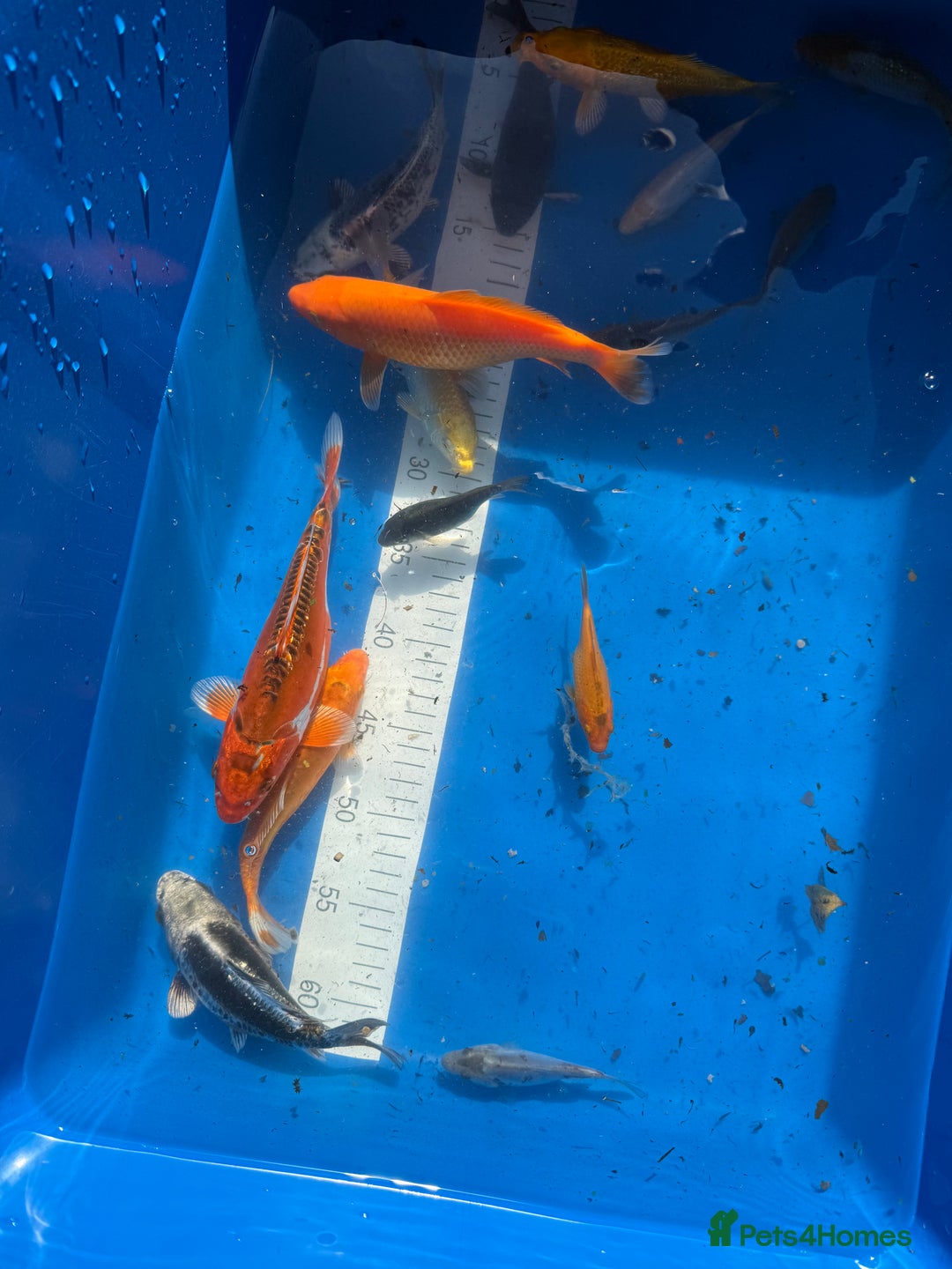 Koi Carp fish for sale: Various koi carp - Image 2