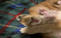 British Shorthair cats for sale: Gorgeous GCCF Ny12 + white kittens  - Image 15