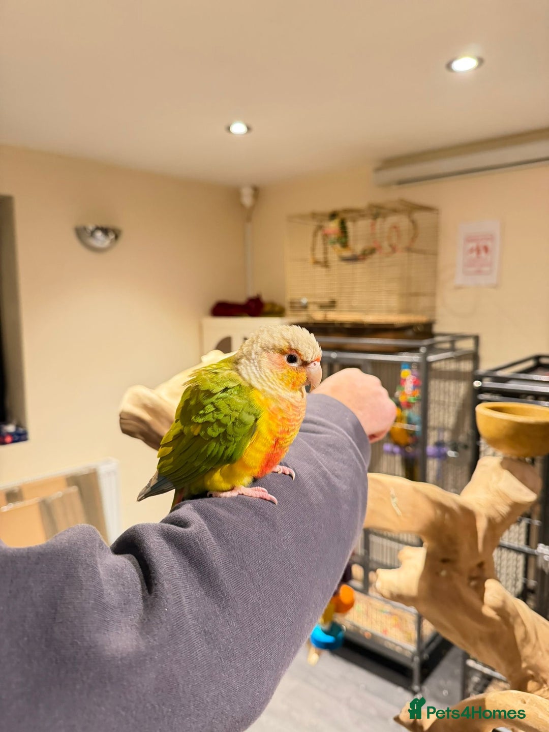 Budgerigars birds for sale: Beautiful Pineapple Conures- Tame and not Tame!! - Advert 4