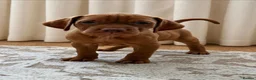 Hungarian Vizsla dogs for sale: Remarkable KC registered Visla puppies  in Stockport - Advert 8