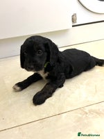 Cockapoo dogs Beautiful cockapoos - Advert 8