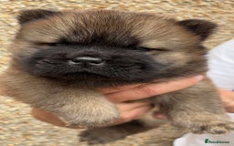 Chow Chow dogs for sale: 🐾Adorable Pedigree Chow Chow Puppies paw - Image 34