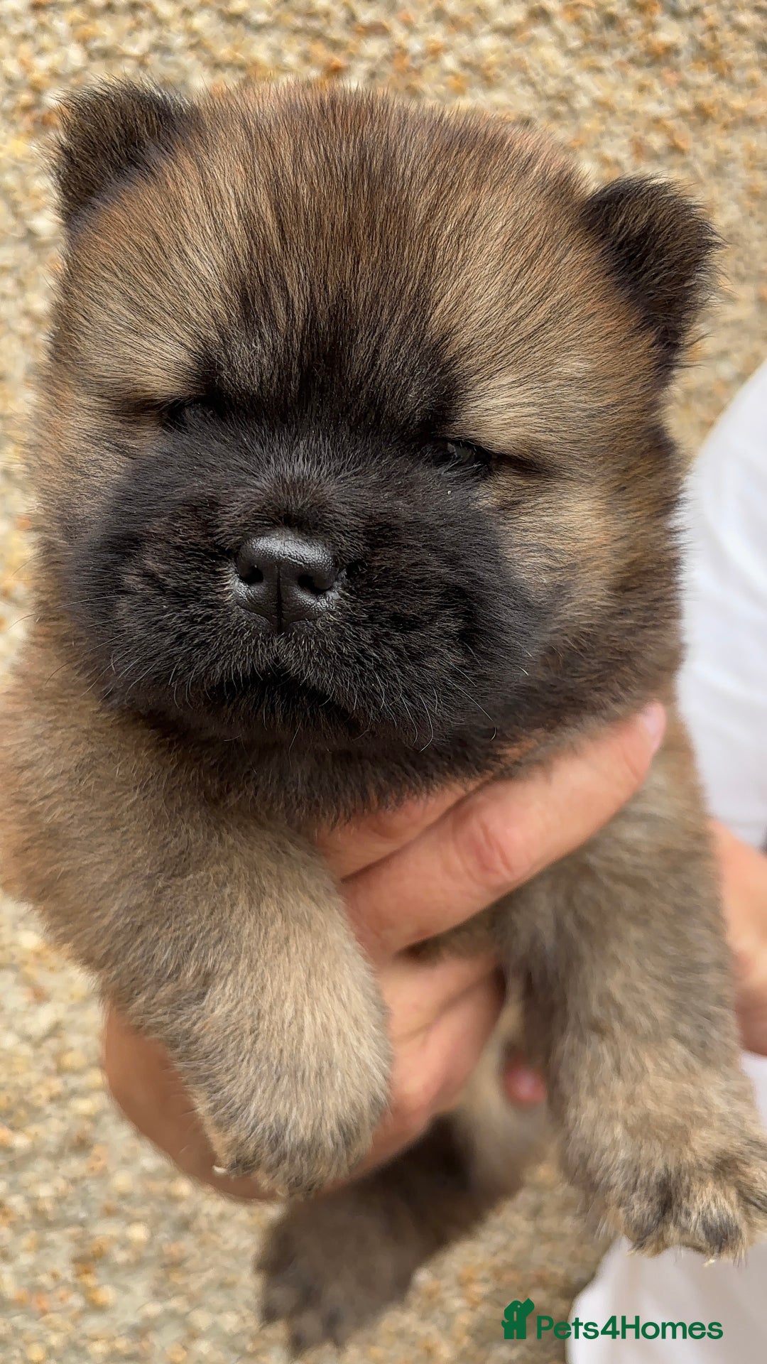 Chow Chow dogs for sale: 🐾Adorable Pedigree Chow Chow Puppies paw - Image 34