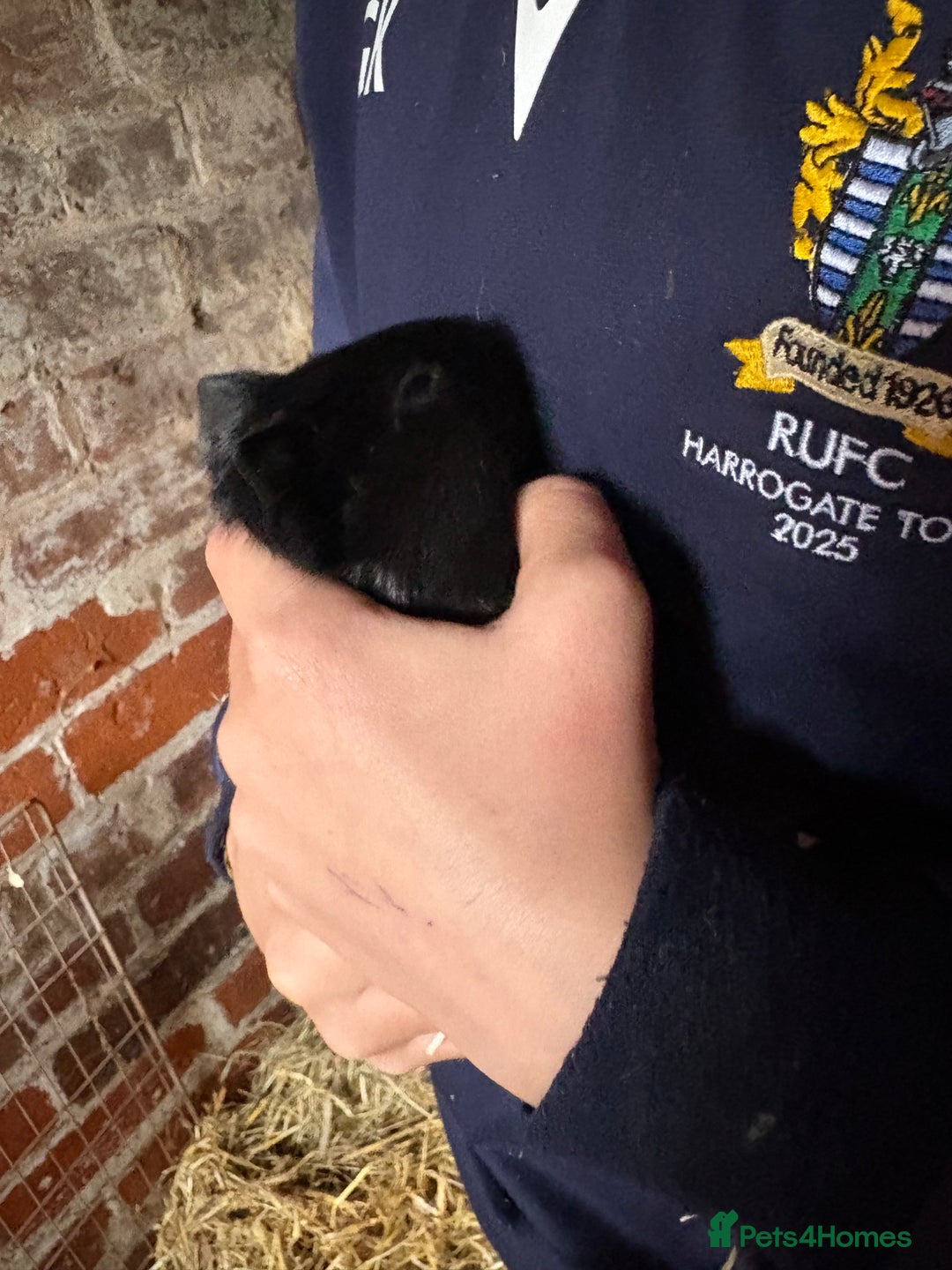 Guinea Pig rodents for sale: Baby Guinea pig very friendly  - Image 8