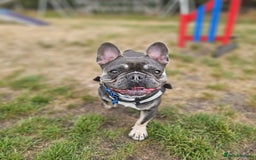 French Bulldog dogs for stud: Beautiful Stud - Image 1