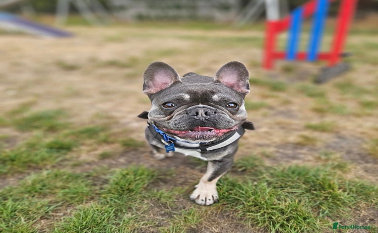 French Bulldog dogs - Advert 2