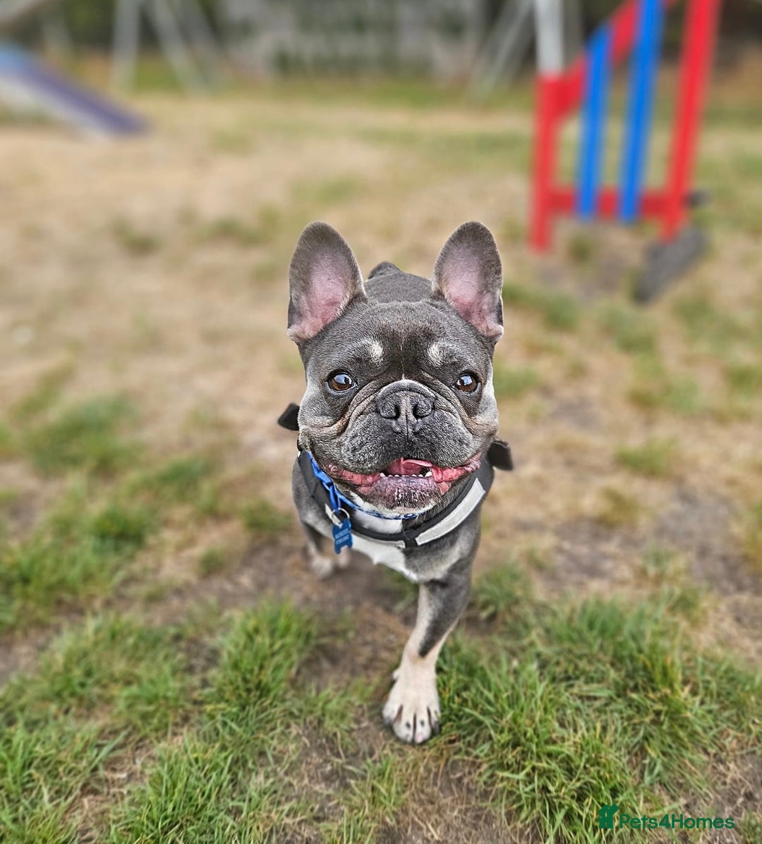 French Bulldog dogs for stud: Beautiful Stud - Image 1