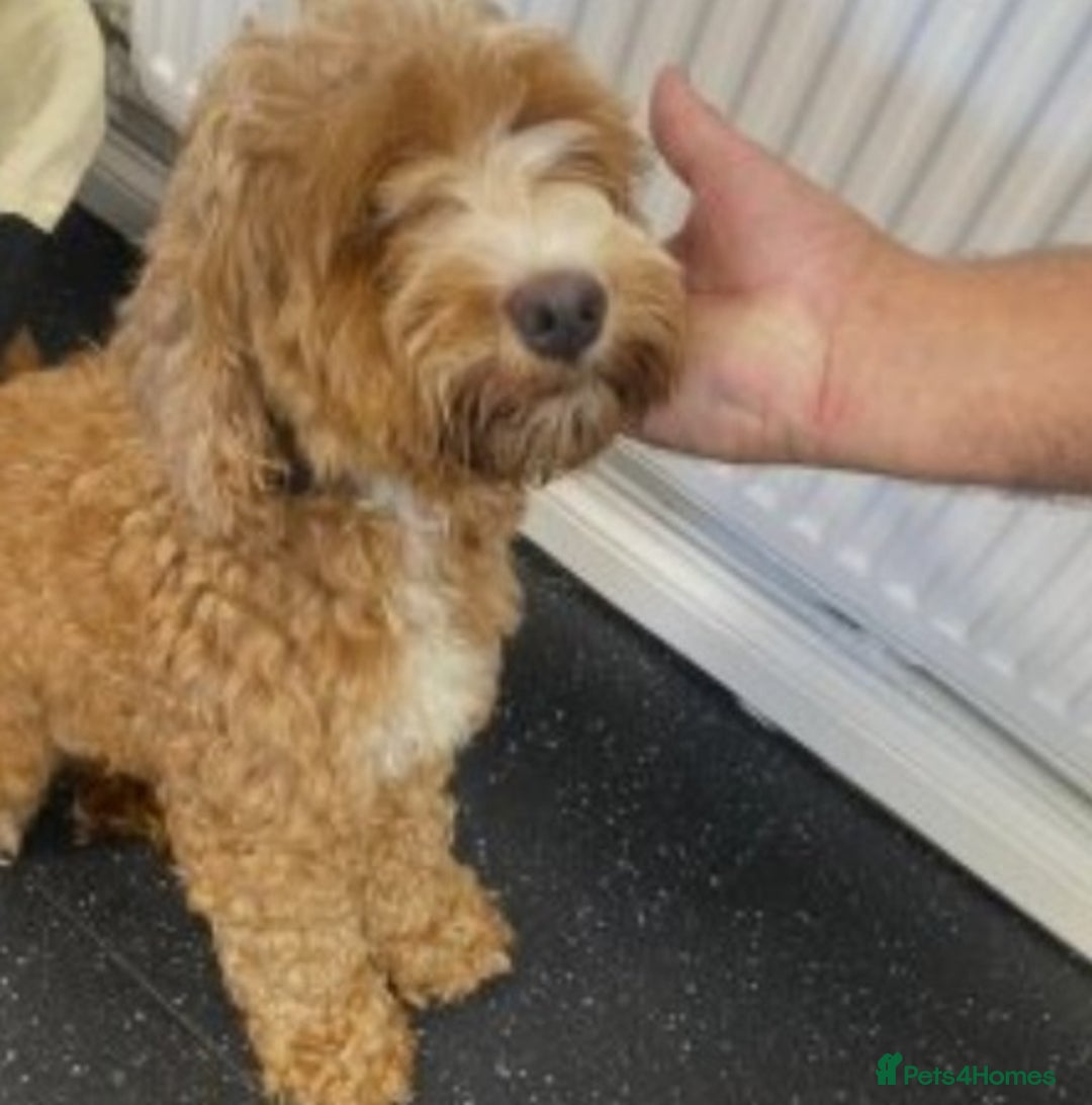 Cockapoo dogs for sale: Female apricot cockapoo  - Advert 1